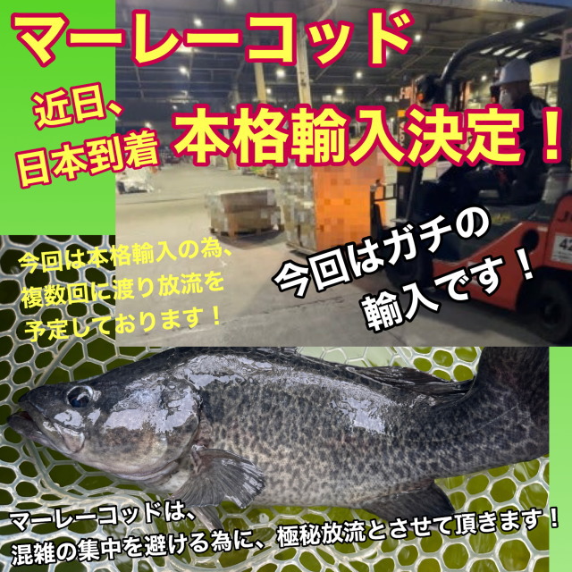 宮城アングラーズヴィレッジ MAV オリジナルロッド MRZR エム